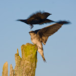 Purple Martins